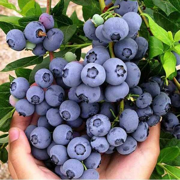 Sadzonki Borówki Amerykańskiej