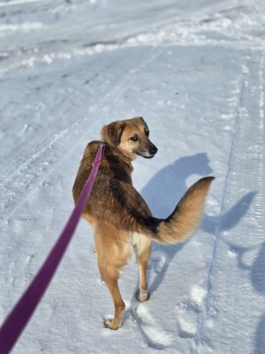 Meggy wyjątkowa sunia