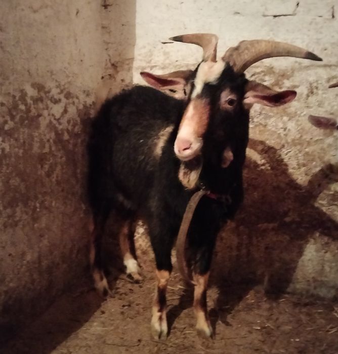 Sprzedam kozła..