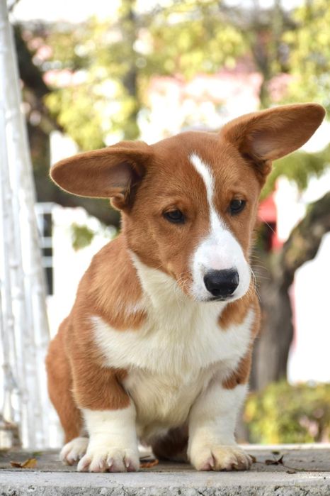 Welsh Corgi cardigan de excelência