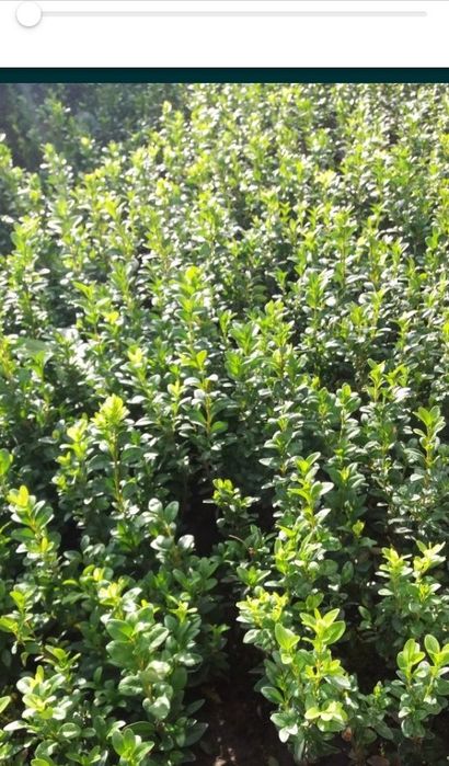 Вічнозелений самшит.