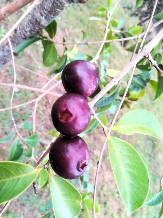Araça Una (Roxo) – Psidium myrtoides