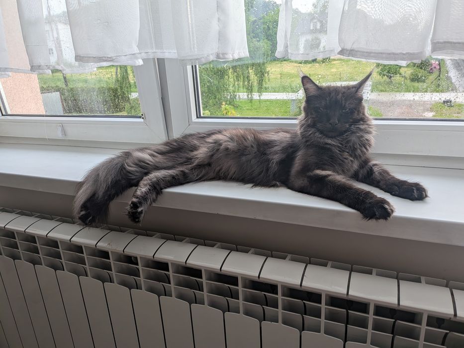 Gracja z de Sueno*PL kotka Czarna dymna Maine Coon FPL