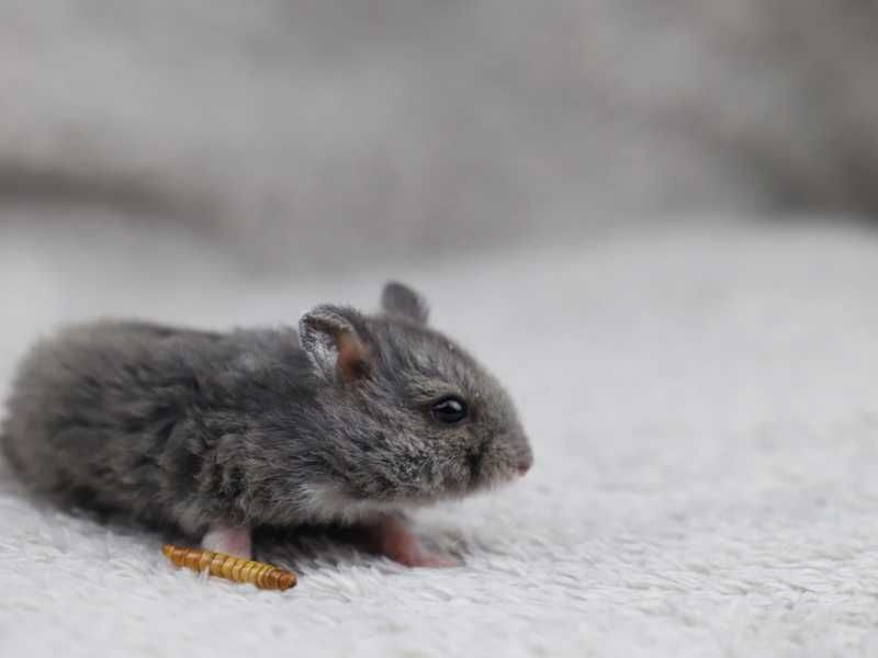 Chomik, chomiki, chomik campbella REX, rodowodowe chomiki campbella