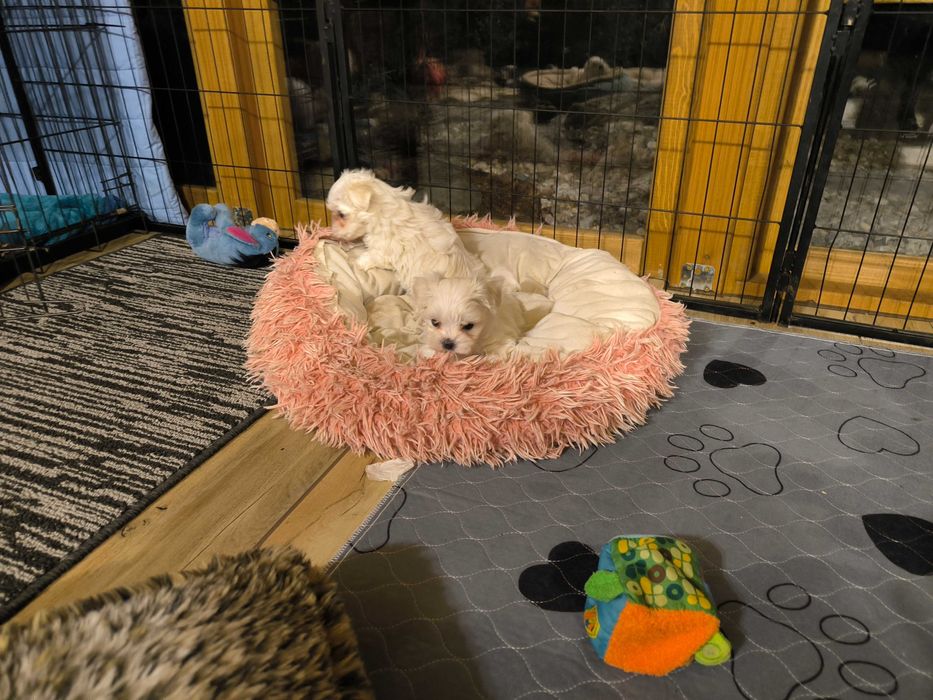 Śliczna sunia  Maltańczyk