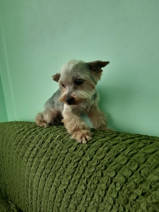 Йорк на вязку приглашает девочек