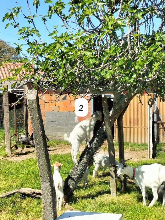 Cabritas cruzadas Boer.