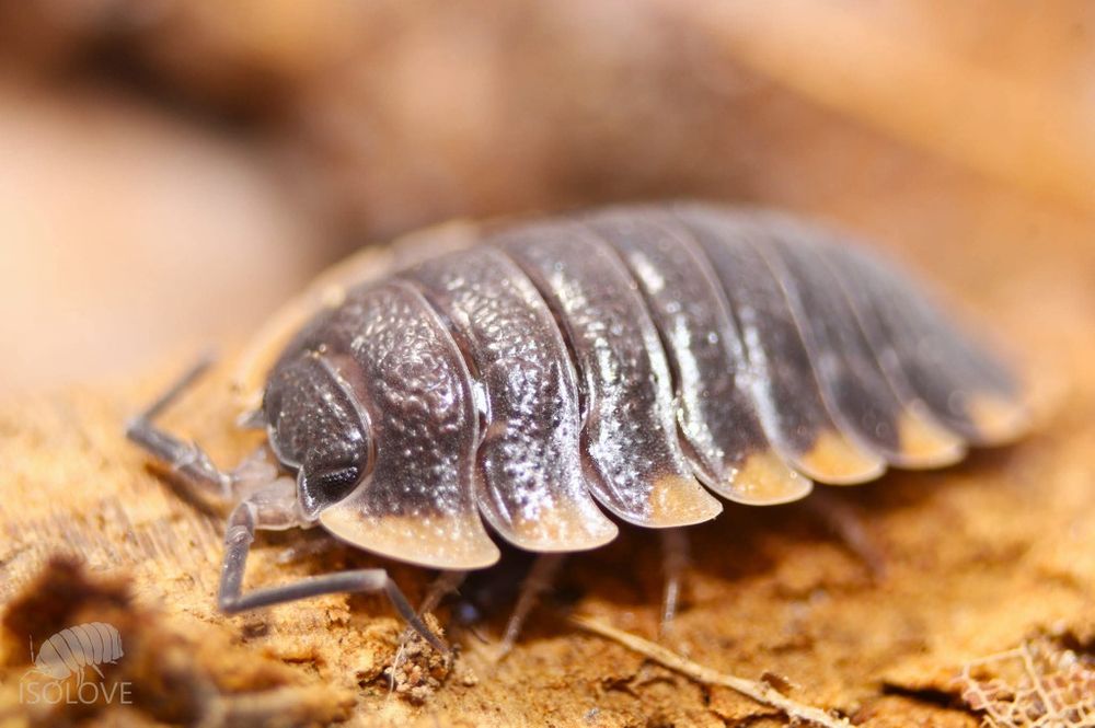 Trachelipus caucasius, równonogi, isopoda