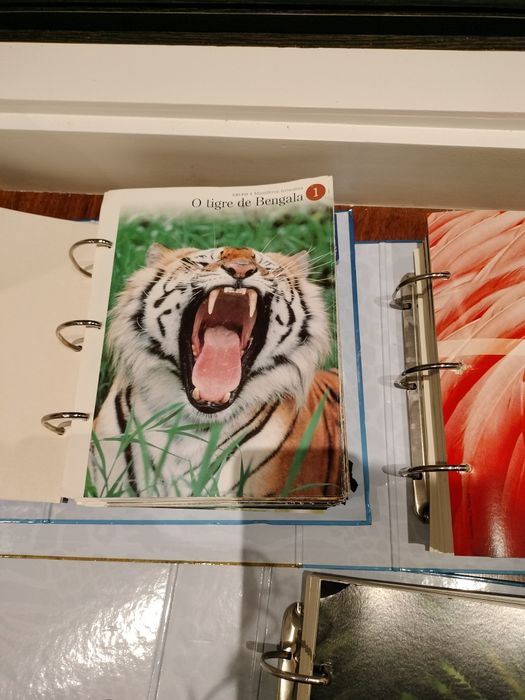 O Fascinante Mundo Animal