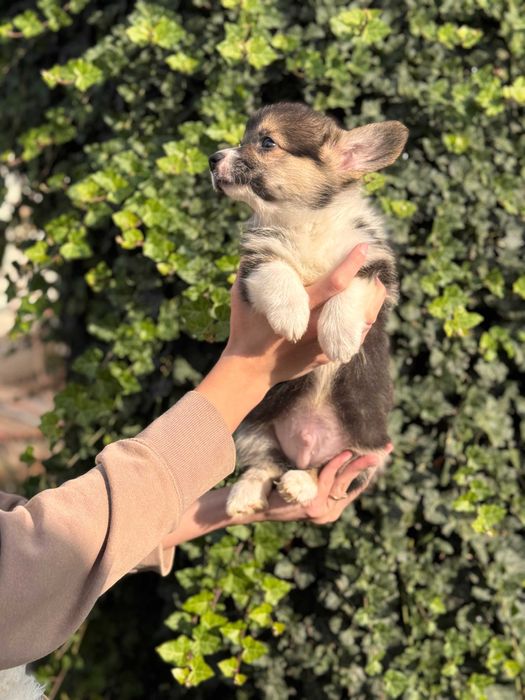 Шикарні цуцики Коргі Пемброк