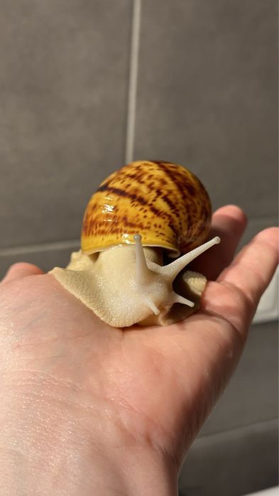 ślimaki afrykańskie  Archachatina  Marginata Ovum
