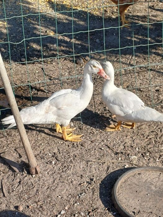 Patos/as para venda