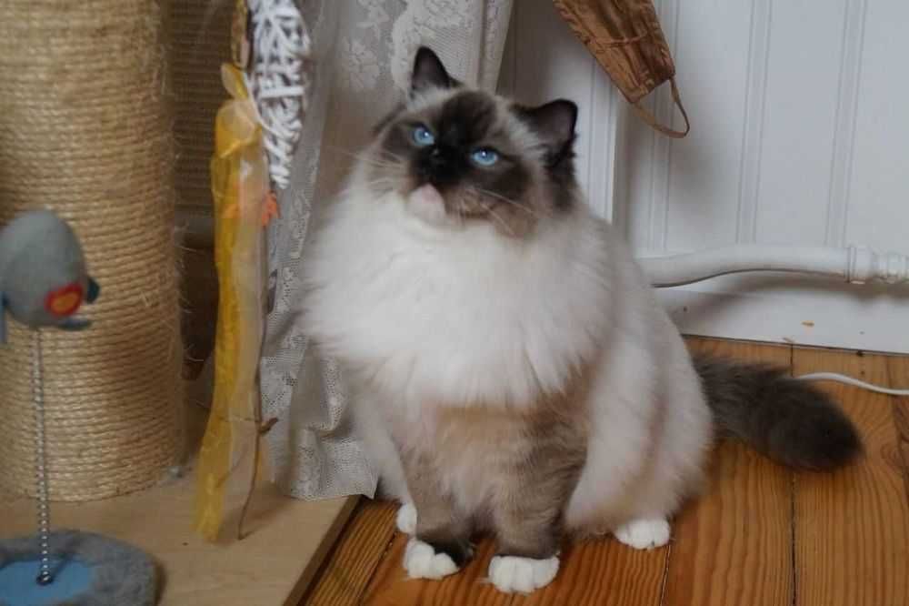 Ragdoll kocur do hodowli po Championie ,FPL,FIFE