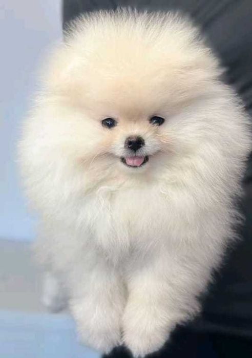 pomeranian – Psy – szczeniaki, dorosłe OLX Zwierzęta