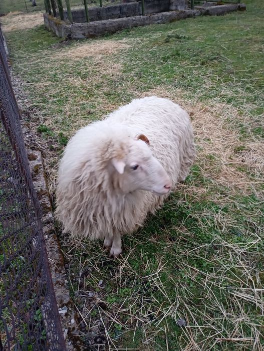Продам вівці барани біо