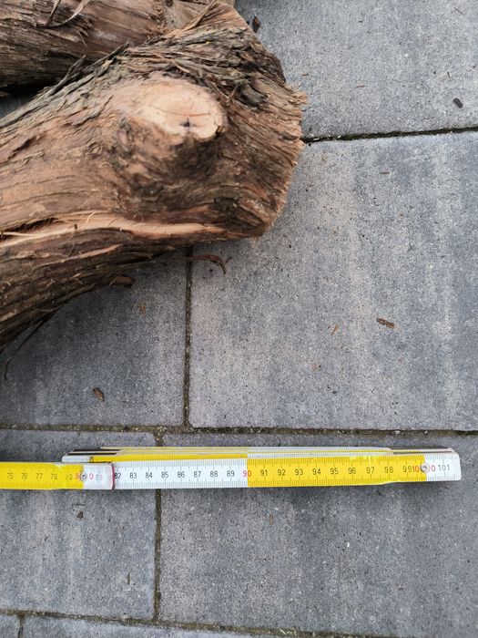 Sprzedam drewno lilaka, lilak pospolity, bez