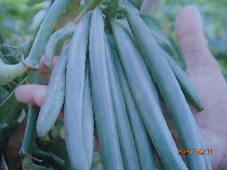 Storczyk Sadzonka wanilii w doniczce