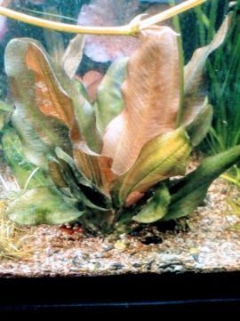 Эхинодорус  Пять Сольдо 35/40см