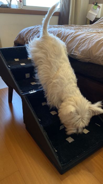 Banco escada / rampa para cães