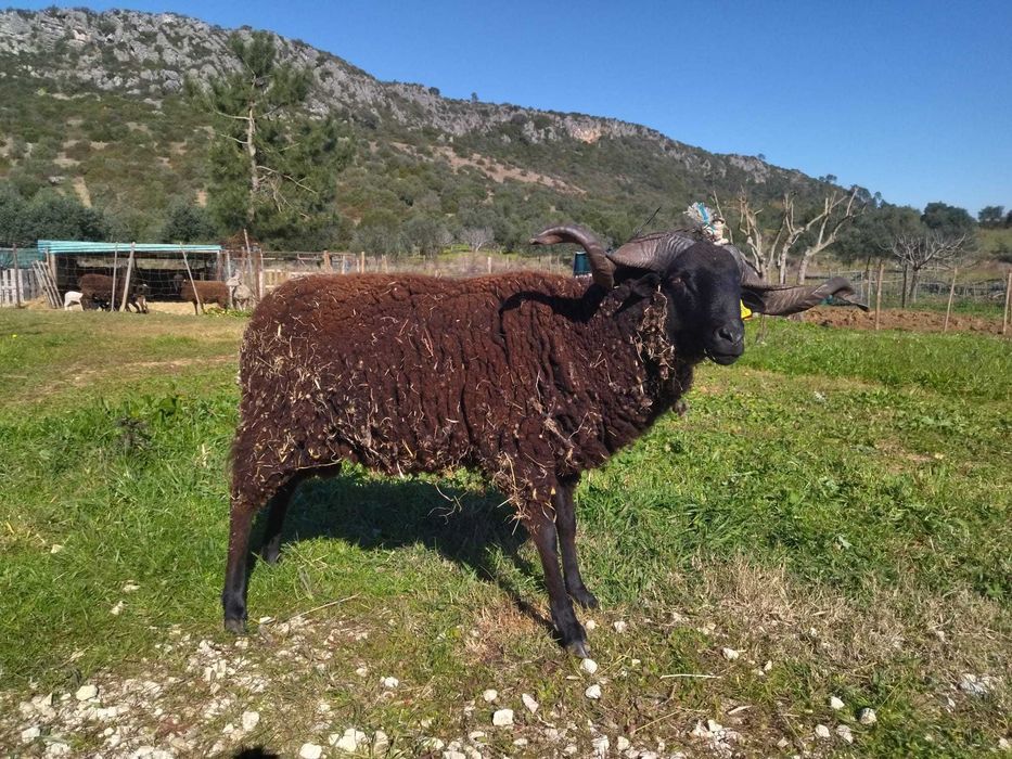 Carneiro Bordaleiro Serra da Estrela Preto