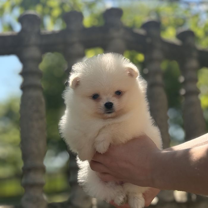 дівчина тип ведмедика шоу классу