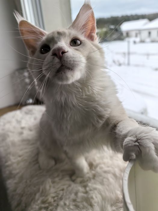 Borys przepiękny kocur Maine Coon shaded  opcja