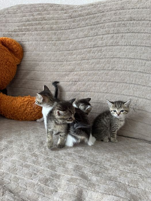 Котята тигрята мама шотландская