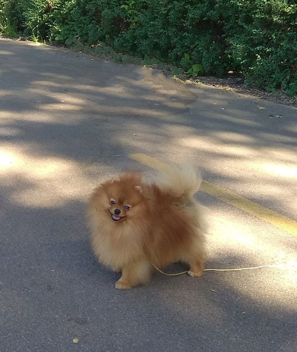 Вязка Померанский шпиц КСУ/FCI (отец импорт Англия kennel Chriscendo )