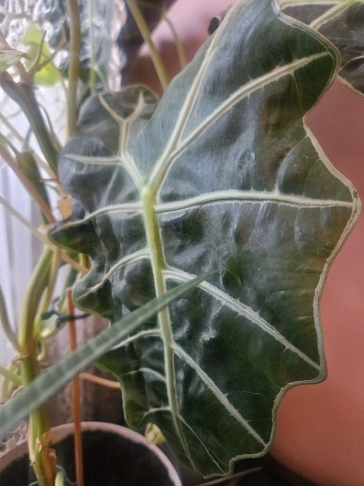 Szczepki kwiatów monstera syngonium