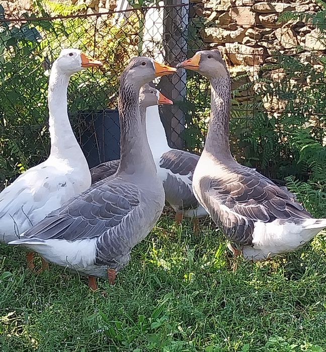 Gansos de Toulouse