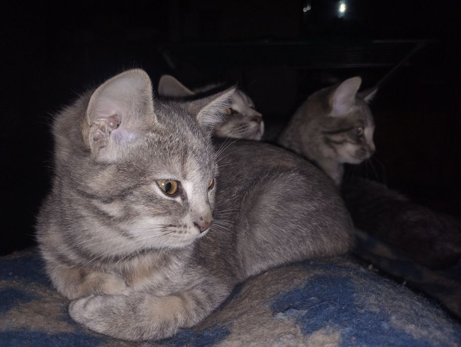 Котики в Острі добрим людям