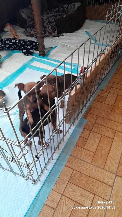 Cãozinhos pincher miniatura