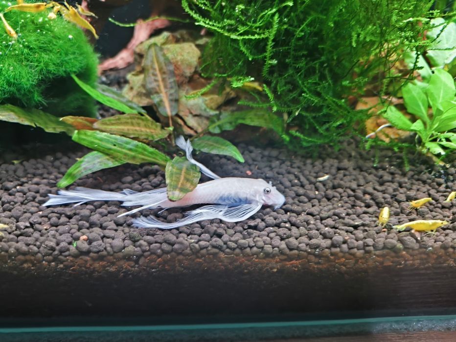 SAMICA L144 Snow White long fin Weloniasta !