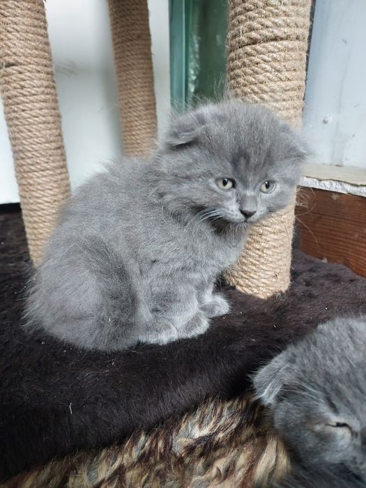 Висловухе кошеня (дівчинка)