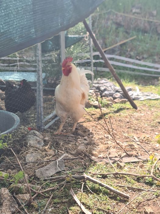 Galos  brancos para venda