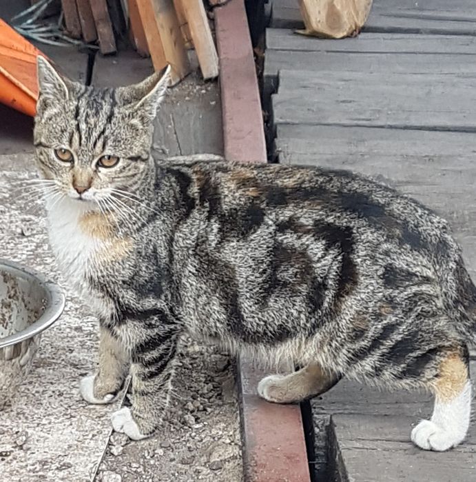 Bezdomna koteczka szuka domu