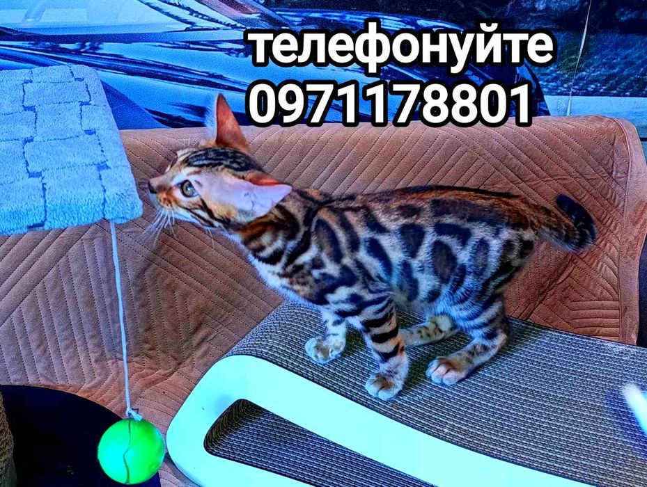 Леопардики - тигрики, з родоводами