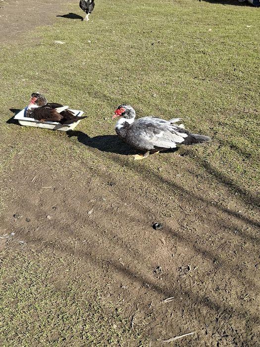 Sprzedam młode kaczory i kaczki