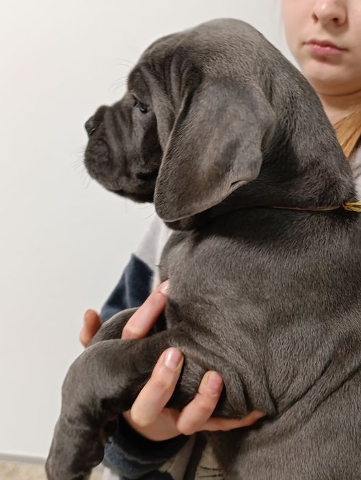 Любов Кане корсо