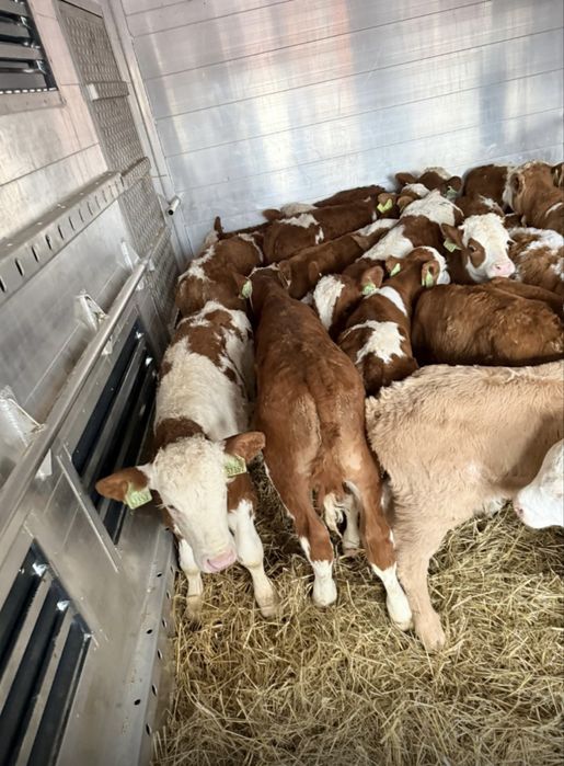 Byczki oraz jałówki mięsne