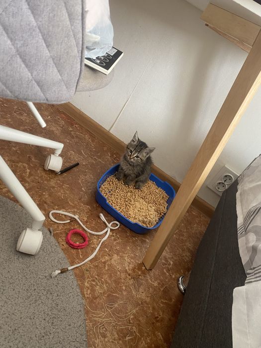 Котенок срочно нужно отдать