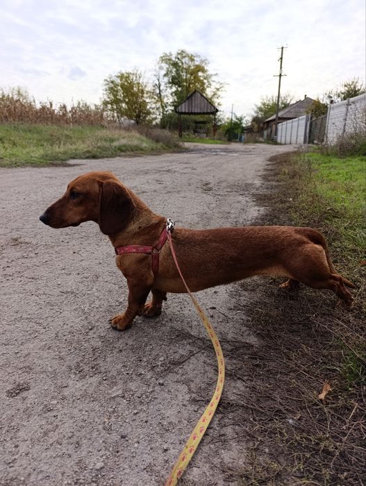 Дівчинка чистокровної такси
