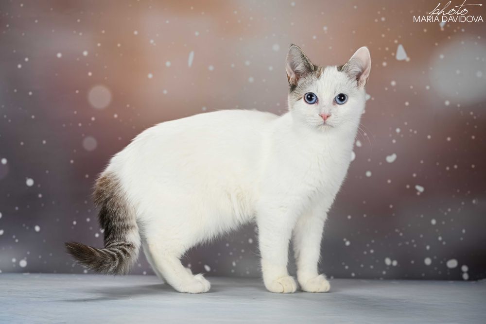 красивый котенок манчкин лонг
