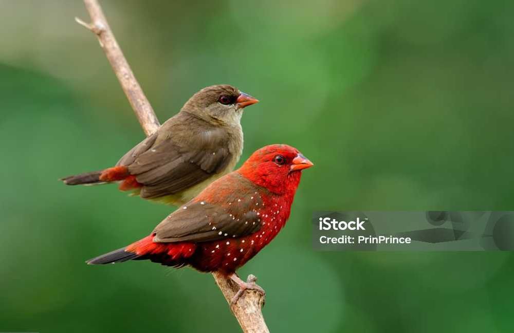 Amandava Amandava (Bengali Mosqueado) ; Diamante Papagaio panache ; Viuva Dominicana