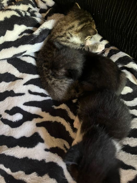 Doação ,gatos amorosos