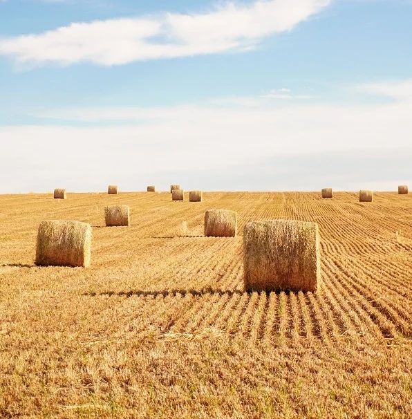 Słoma w belach 130x125cm prasa claas podlaskie słoma przeżytnia