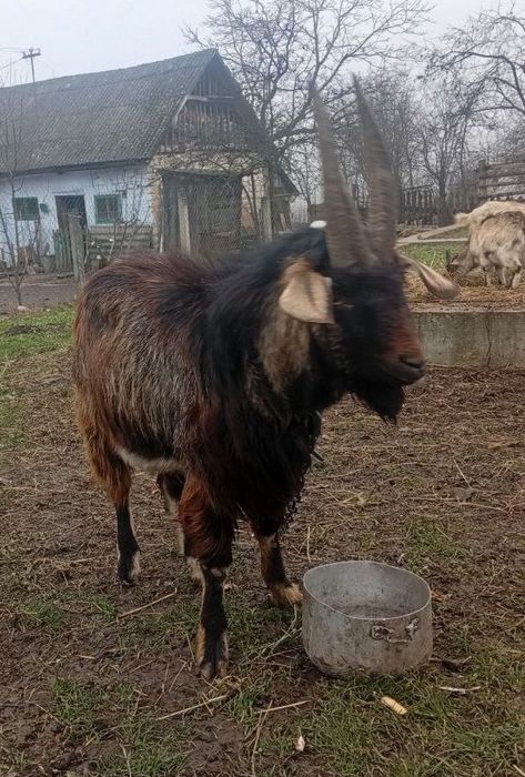 Продам цапа ‼️‼️‼️