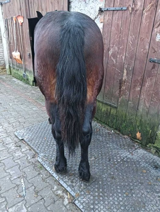 Sprzedam klaczkę 15mc