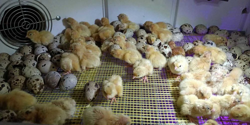 Добові перепілки техасці . Суточні перепілки.