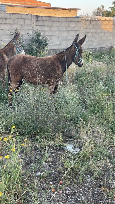 Vende se Burros 8 meses cada